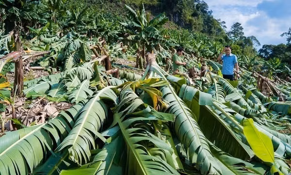 Lào Cai thiệt hại hơn 5 tỷ đồng do mưa lớn kèm dông lốc