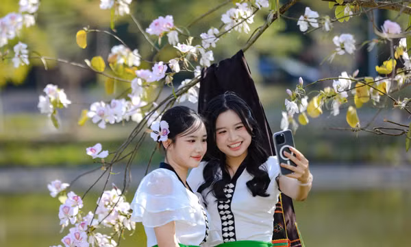 Hoa ban bung nở trên phố núi Điện Biên