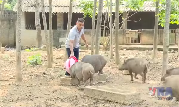 Nông dân Phú Thọ thi đua sản xuất giỏi gắn với xây dựng nông thôn mới