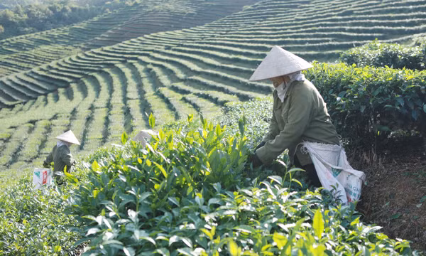 Xây dựng thương hiệu nông sản từ những mô hình kinh tế tập thể