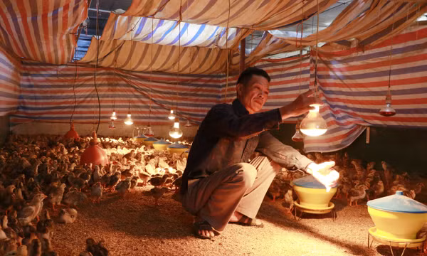 Vùng cao Lào Cai phòng, chống rét cho đàn gia súc