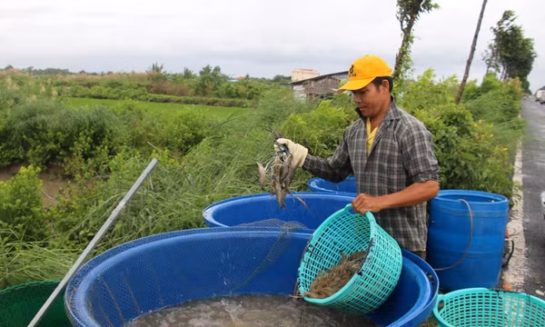 Bảo vệ, tái tạo nguồn lợi thủy sản tự nhiên tại An Giang