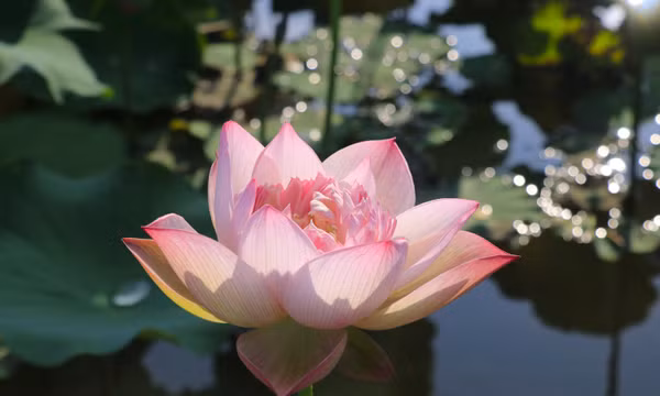 Đẹp ngỡ ngàng sắc sen ở Lào Cai