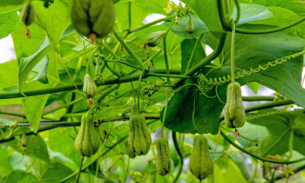 Khám phá mùa su nụ trên nóc nhà miền Tây