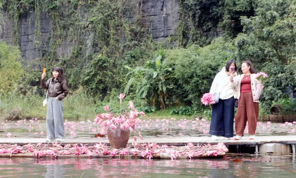 Sắc hồng Tam Cốc thu hút đông đảo du khách trong nước và quốc tế