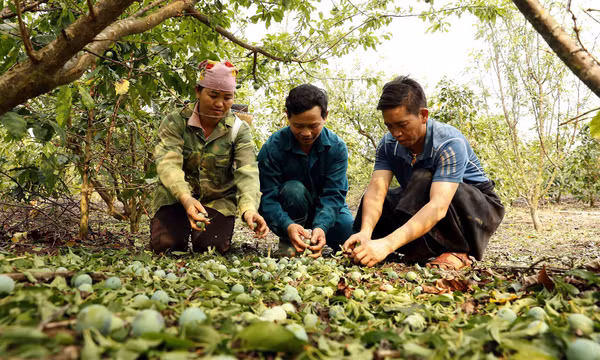 Mưa đá gây ảnh hưởng, thiệt hại đến sản xuất nông nghiệp