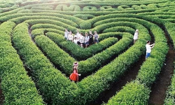 Đưa Mộc Châu trở thành điểm đến hấp dẫn của vùng Tây Bắc