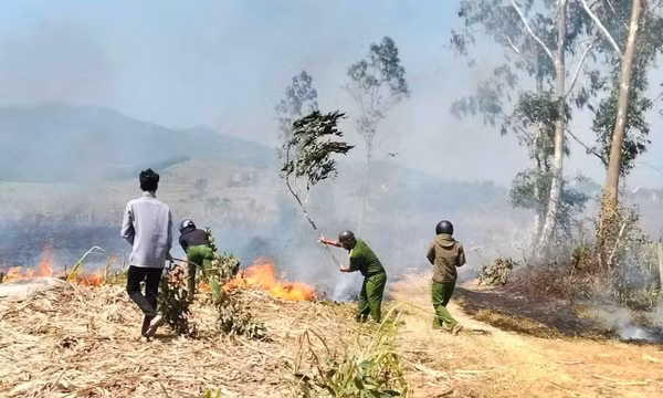 Đắk Lắk: Cháy hàng trăm ha mía đang kỳ thu hoạch, nông dân thiệt hại nặng