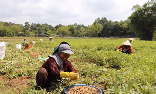 Rộn ràng thu hoạch nông sản dịp Tết Chôl Chnăm Thmây