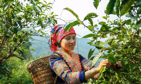 Bước chuyển nâng giá trị cho đặc sản miền núi