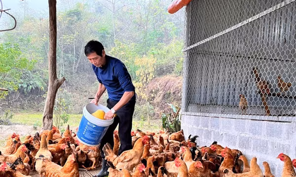 Gỡ 'nút thắt' cho hợp tác xã từ thúc đẩy liên kết chuỗi giá trị và chuyển đổi số