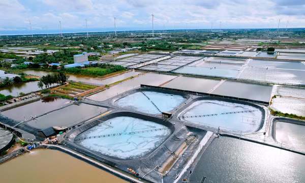 Tôn vinh sản vật địa phương: Đòn bẩy cho phát triển kinh tế Cà Mau