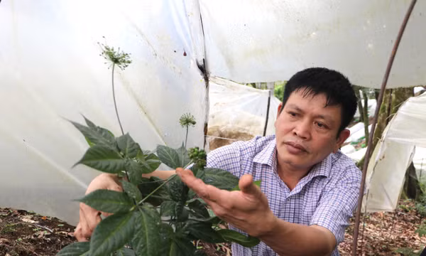 Phát triển chuỗi giá trị và sinh kế bền vững ở vùng lõi Măng Ri