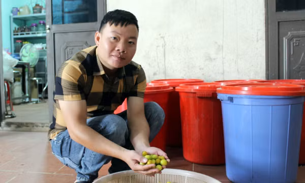 Chàng thanh niên dân tộc Dao làm giàu từ cây chanh rừng
