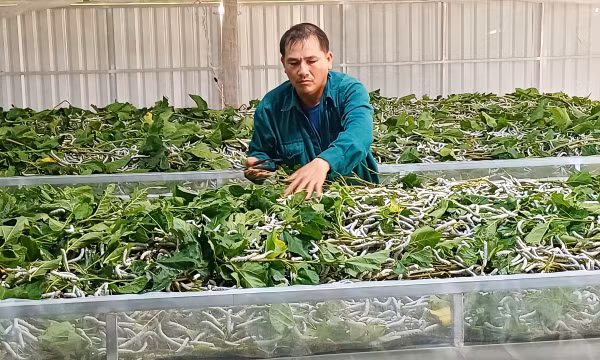 Hướng đi mới trong chuyển đổi cơ cấu cây trồng ở Gia Lai