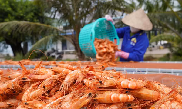 Làng nghề ven biển Cà Mau nhộn nhịp vào mùa Tết