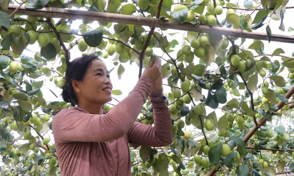 Quảng bá, phát triển thương hiệu đặc sản táo Đại Sơn (Bắc Ninh)