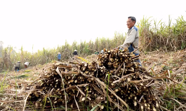 Ngọt ngào mùa mía chín Tuyên Quang