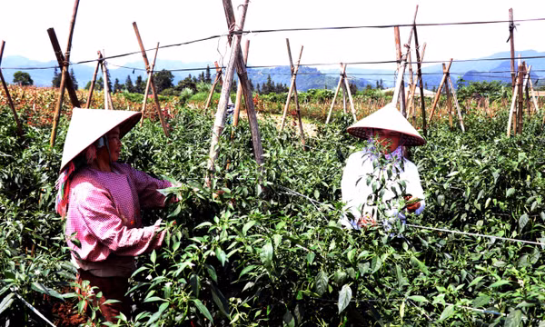 Liên kết trồng ớt chỉ địa, mở hướng phát triển kinh tế vùng cao