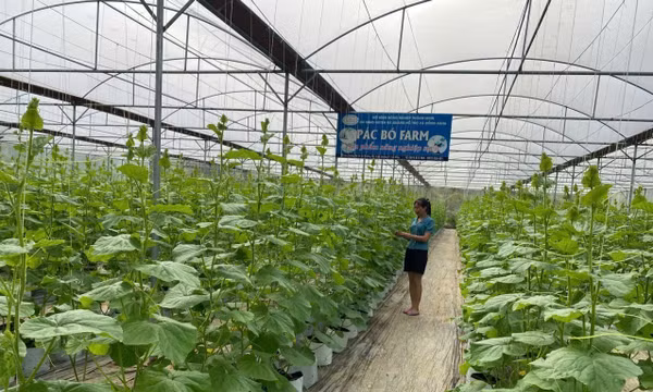 Vươn lên làm giàu nhờ nông nghiệp công nghệ cao