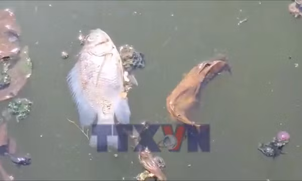 Báo động tình trạng ô nhiễm nguồn nước kênh, hồ tại Đắk Lắk
