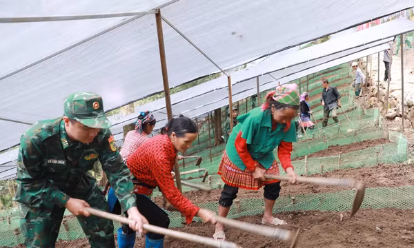 Bộ đội Biên phòng giúp nhân dân xã biên giới Sì Lở Lầu trồng sâm Lai Châu