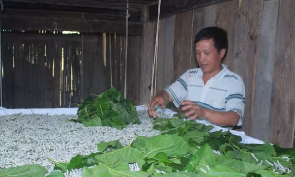 Định hướng phát triển dâu tằm tơ thành ngành kinh tế chủ lực