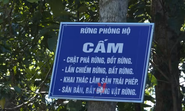 'Lợi kép' từ chủ trương giao, khoán bảo vệ rừng tại Quảng Ngãi