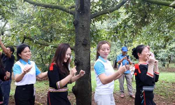 Khi trái ngọt kể câu chuyện đại ngàn