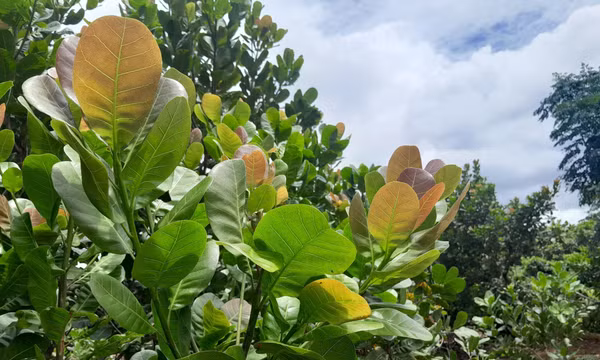Tạo cơ chế khuyến khích nông nghiệp hữu cơ