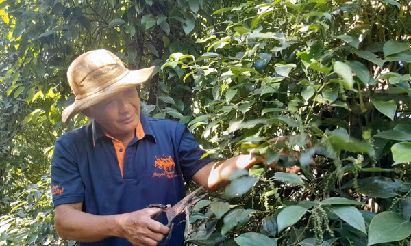 Kiên trì bám trụ, người trồng tiêu gặt 'quả ngọt'