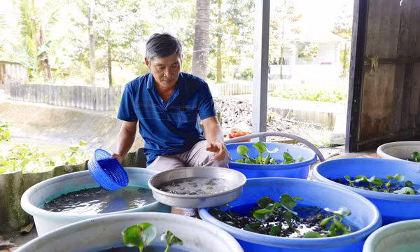 Nông dân tỷ phú với mô hình kết hợp 'nuôi - trồng'