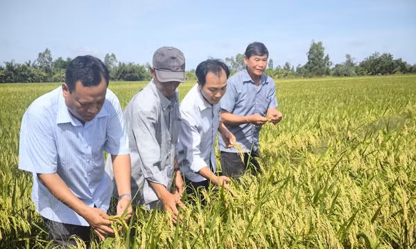 Nâng cao hiệu quả cánh đồng lúa 'thông minh'