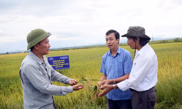 Hạn chế ruộng hoang nhờ chuỗi liên kết sản xuất lúa vụ Hè Thu