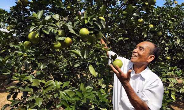 Ông 'vua cam' nơi vùng đất đồi cằn cỗi