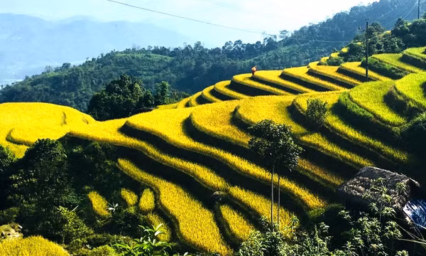 Xà Phìn - hòa mình trong sắc vàng, đắm say hồn rêu xanh