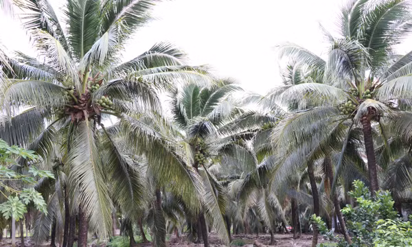 Hỗ trợ nông dân phòng trừ sâu hại cây dừa bằng biện pháp sinh học