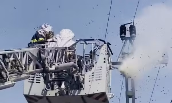 Phá bỏ tổ ong có độc tố cao, liên tục tấn công người đi đường