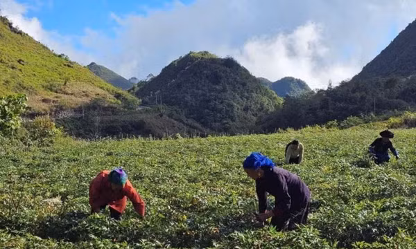 Liên kết, chế biến sâu để tăng giá trị dược liệu dưới tán rừng