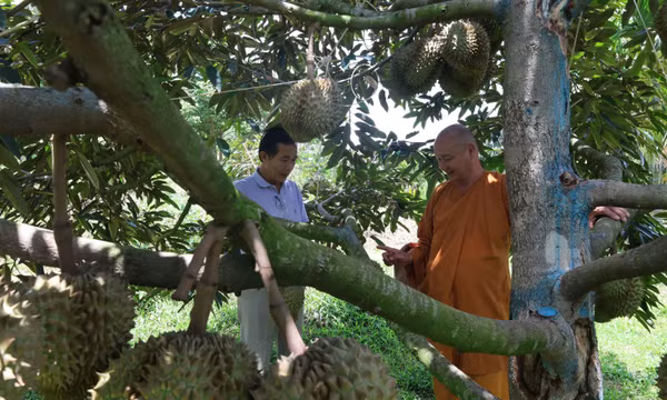 Trăm năm sầu riêng Đắk Lắk - Bài 1: 'Người gác gió' đi qua thế kỷ
