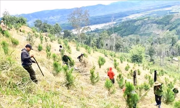 Gia Lai: Dự kiến phát triển mới hơn 20.000 ha rừng trồng gỗ lớn