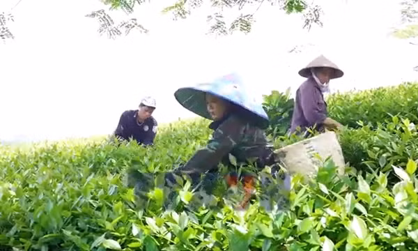Nỗ lực tìm đầu ra cho chè Liên Sơn