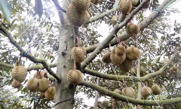 Thêm 171 mã số, sầu riêng Đắk Lắk tăng cơ hội xuất khẩu chính ngạch