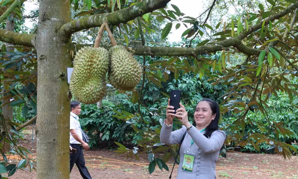 Hợp tác mở không gian phát triển vùng biên giới - Bài cuối: Hợp tác bén rễ trên những vườn cây