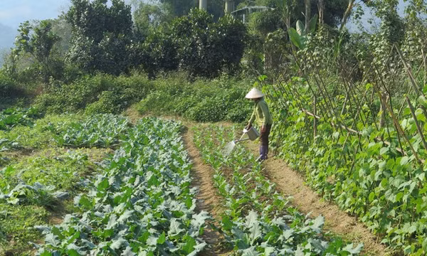 Khẩn trương ứng phó rét đậm, rét hại, bảo vệ sản xuất nông nghiệp