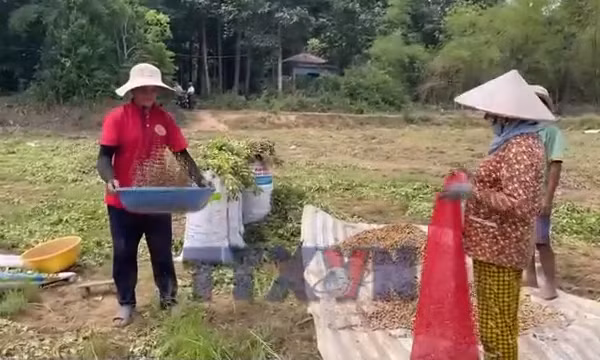 Đồng bào dân tộc Khmer thu hoạch nông sản đón Tết Chôl Chnăm Thmây