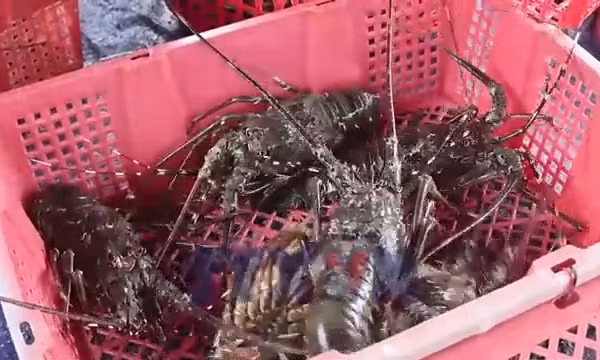 Ngư dân nuôi biển vượt khó sau thiên tai
