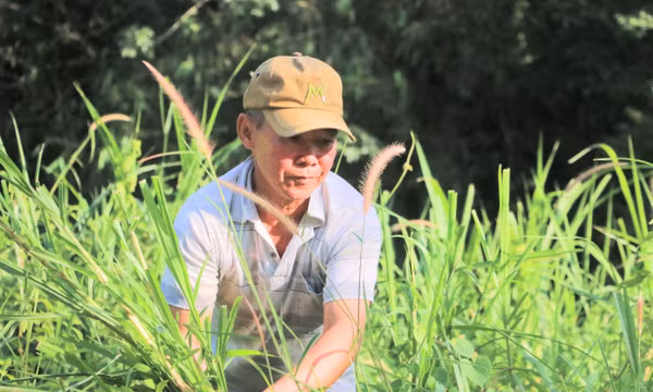 Độc đáo nghề ‘nài bò’ ở vùng Bảy Núi An Giang