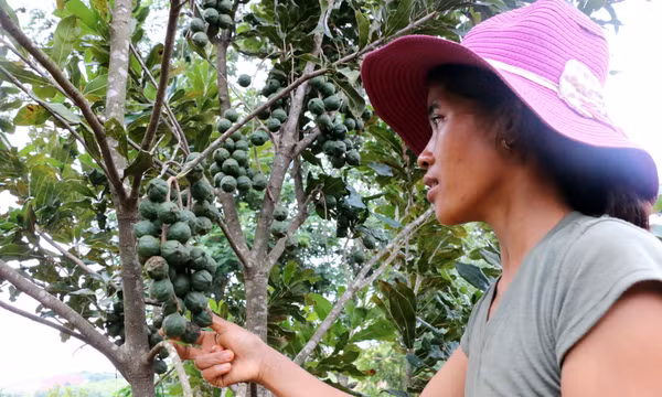 Đồng bào M'Nông an cư, lạc nghiệp nơi vùng biên Quảng Trực