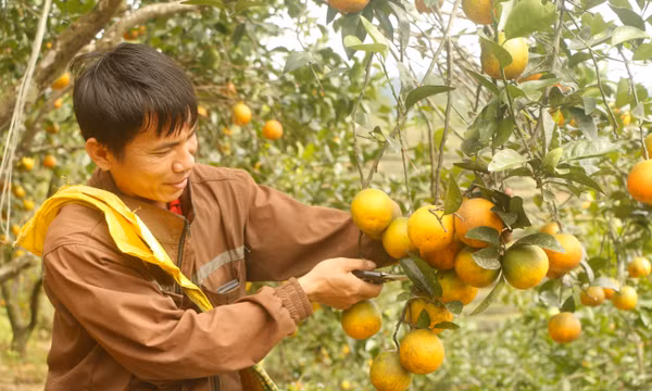 Chuẩn VietGAP, hữu cơ nâng tầm giá trị cây có múi